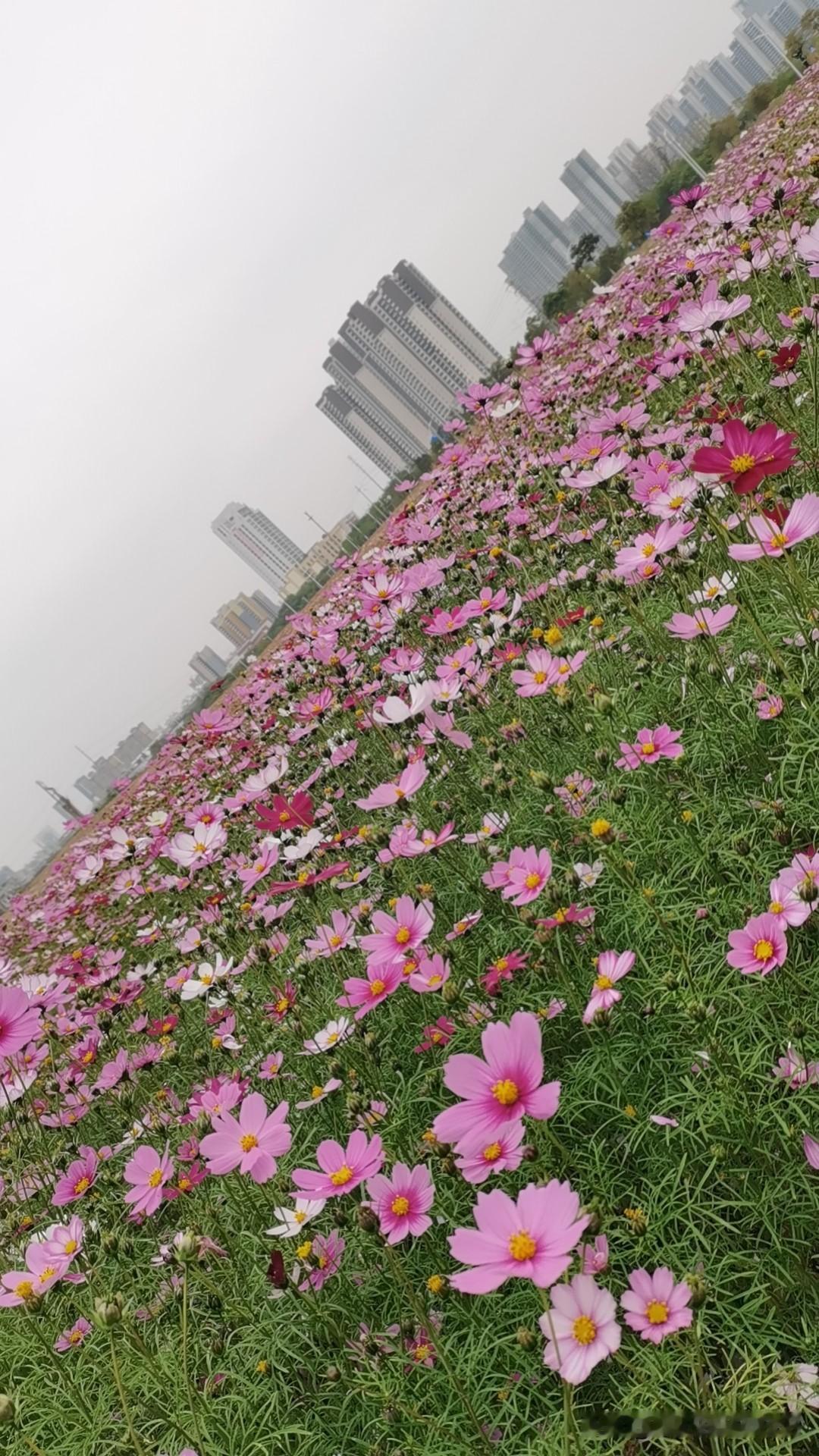 村里有个老太太83岁了，身体棒棒的，天天打两场麻将，她5个孩子，两个儿子三个女儿