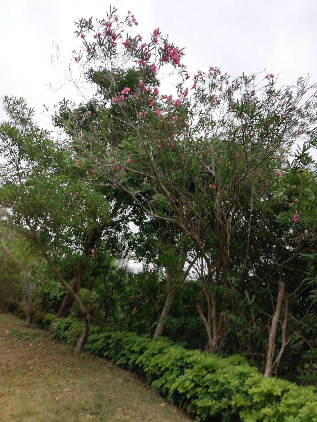 今年春天最想实现的心愿 今年春天，我最想把头条做到步步高升。春天本就是万物生长的