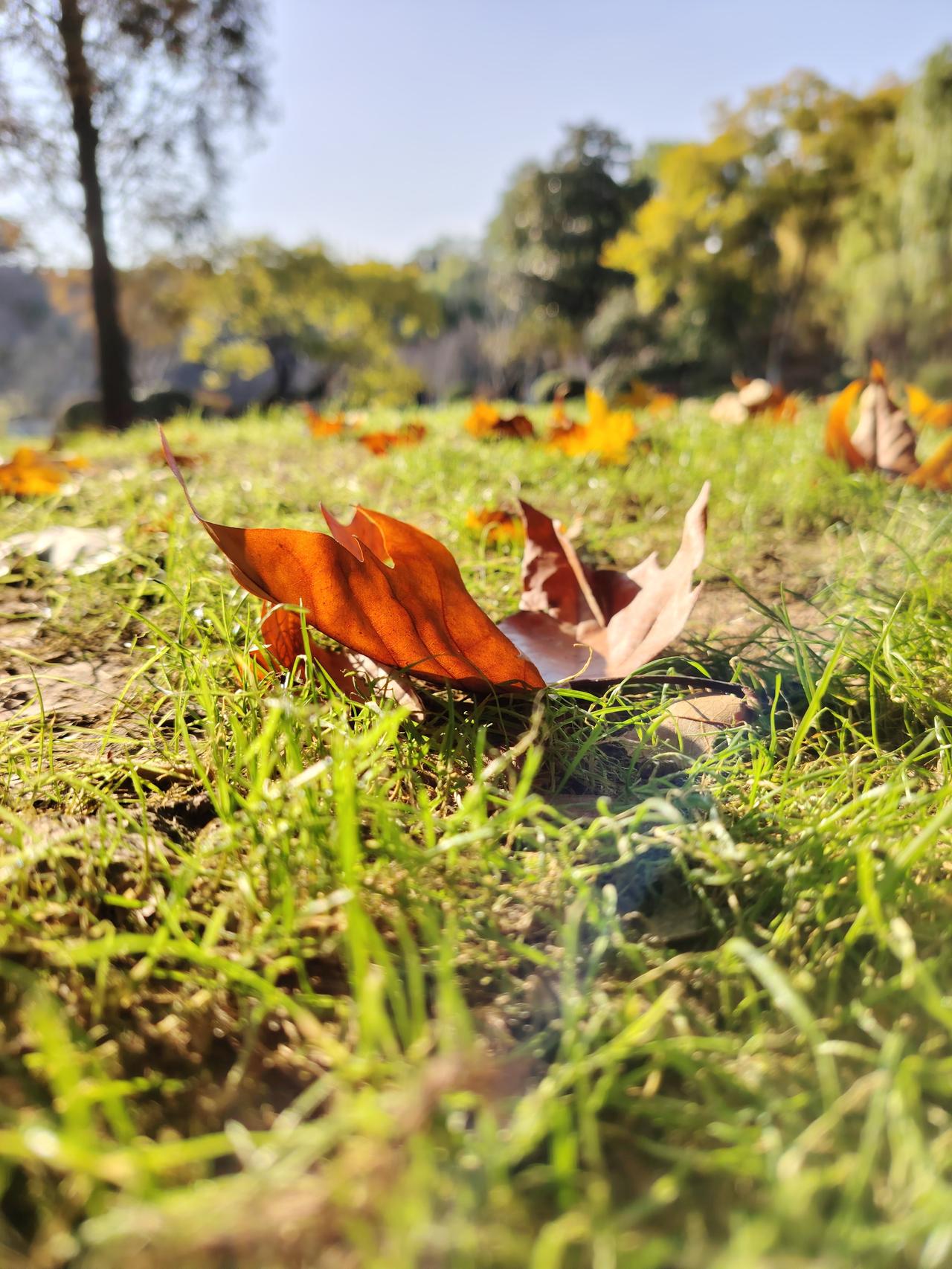 这就是一叶知秋的真实写照吧