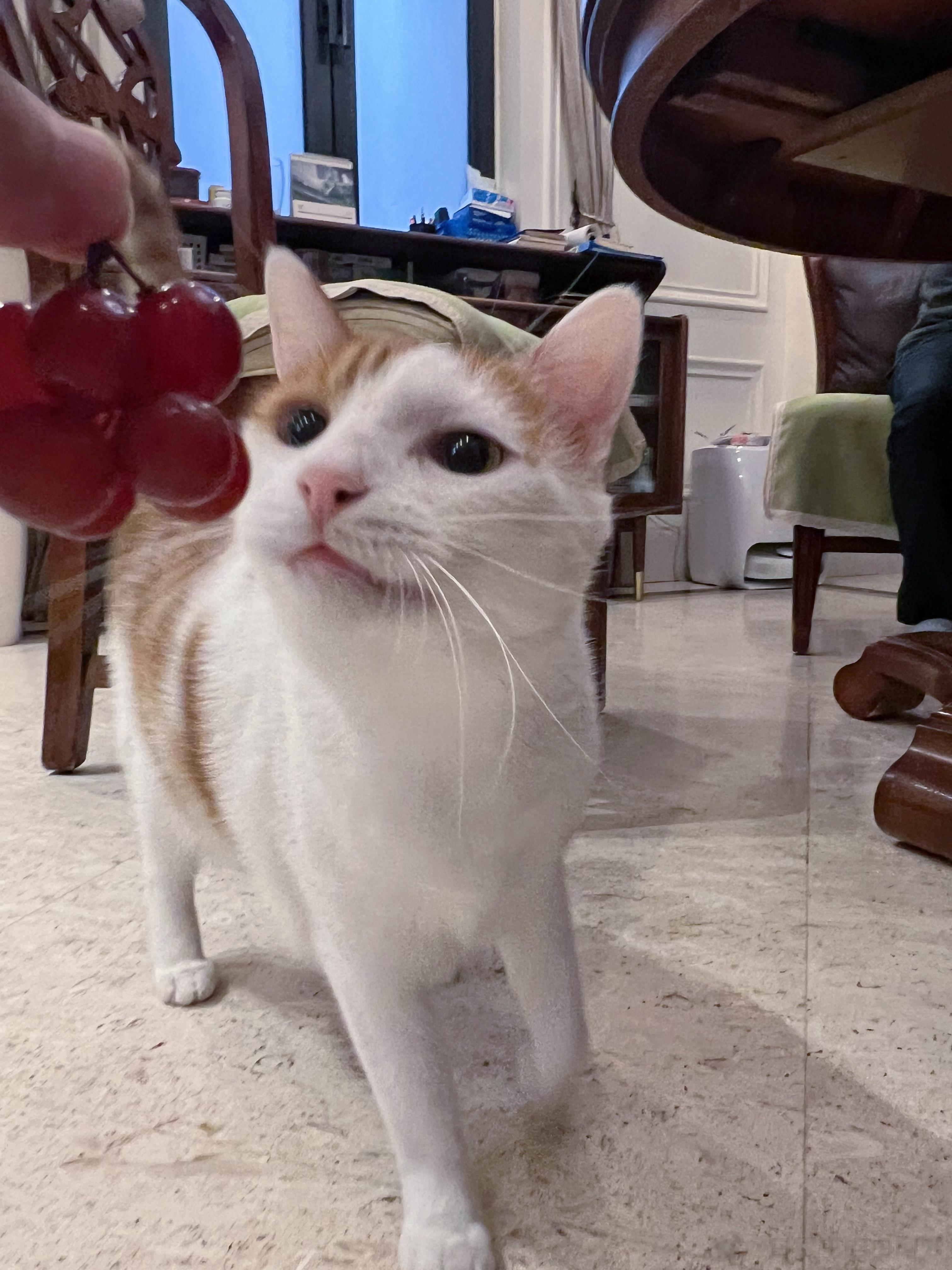 猴猴，快谢谢小姐姐送你的葡萄，什么？你不能吃葡萄啊，好的好的，做为猴猴的领导，有