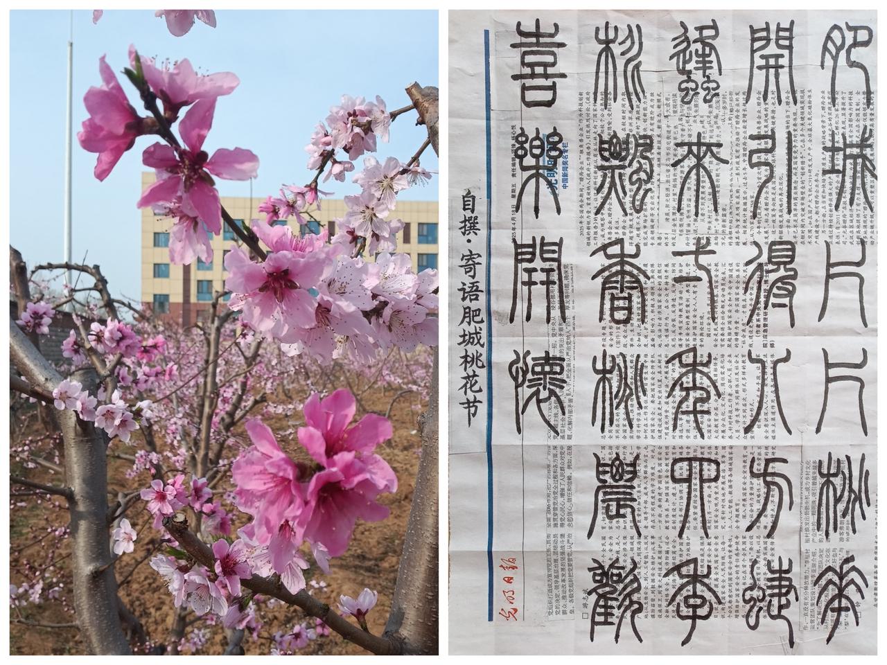 书法练习打卡，在肥城桃花节开幕之际，自撰“寄语肥城桃花节”诗：肥城片片桃花开，引