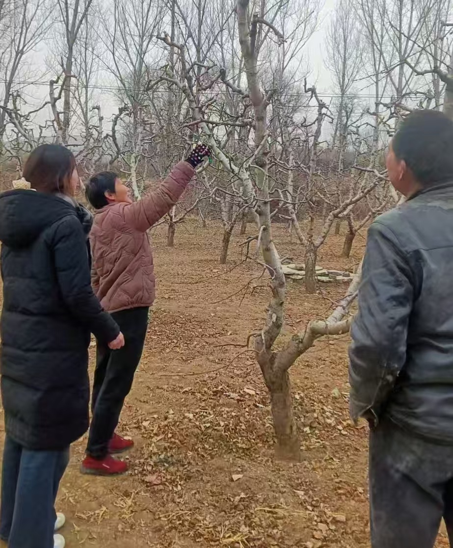 秦岭笑谈 【曲园学子冬日深耕桃园：科技传经送暖意，电商引路备春忙】曲阜师范大学寒