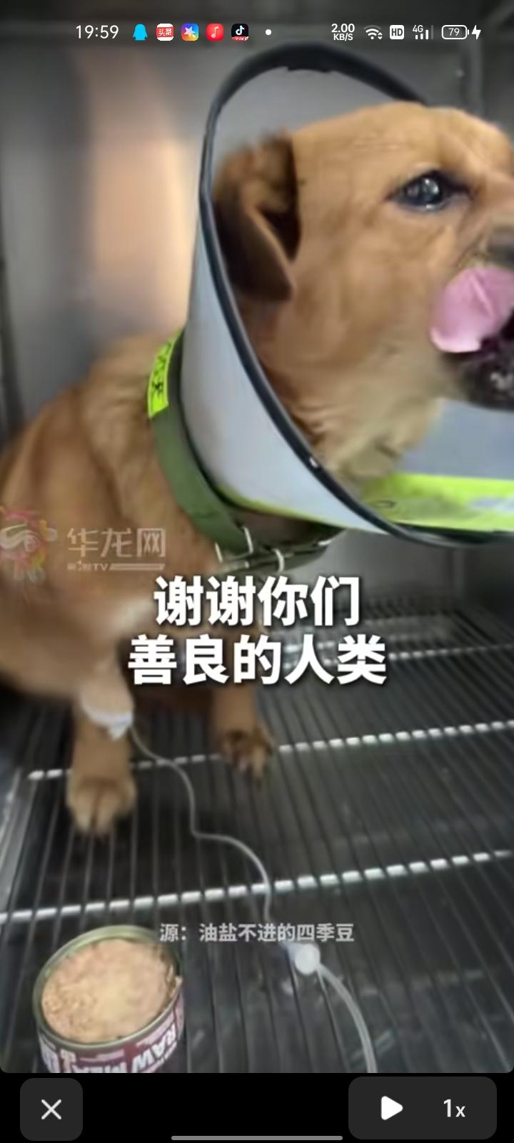 6月4日，四川宜宾。女子在路上碰见狗狗被车撞，上前查看发现它的眼珠子凸出来了，立