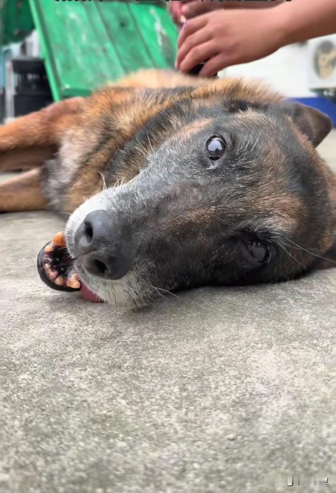 警犬黑豹临㚵强忍着一口气挣开眼睛看了一眼从今昔日的战友。