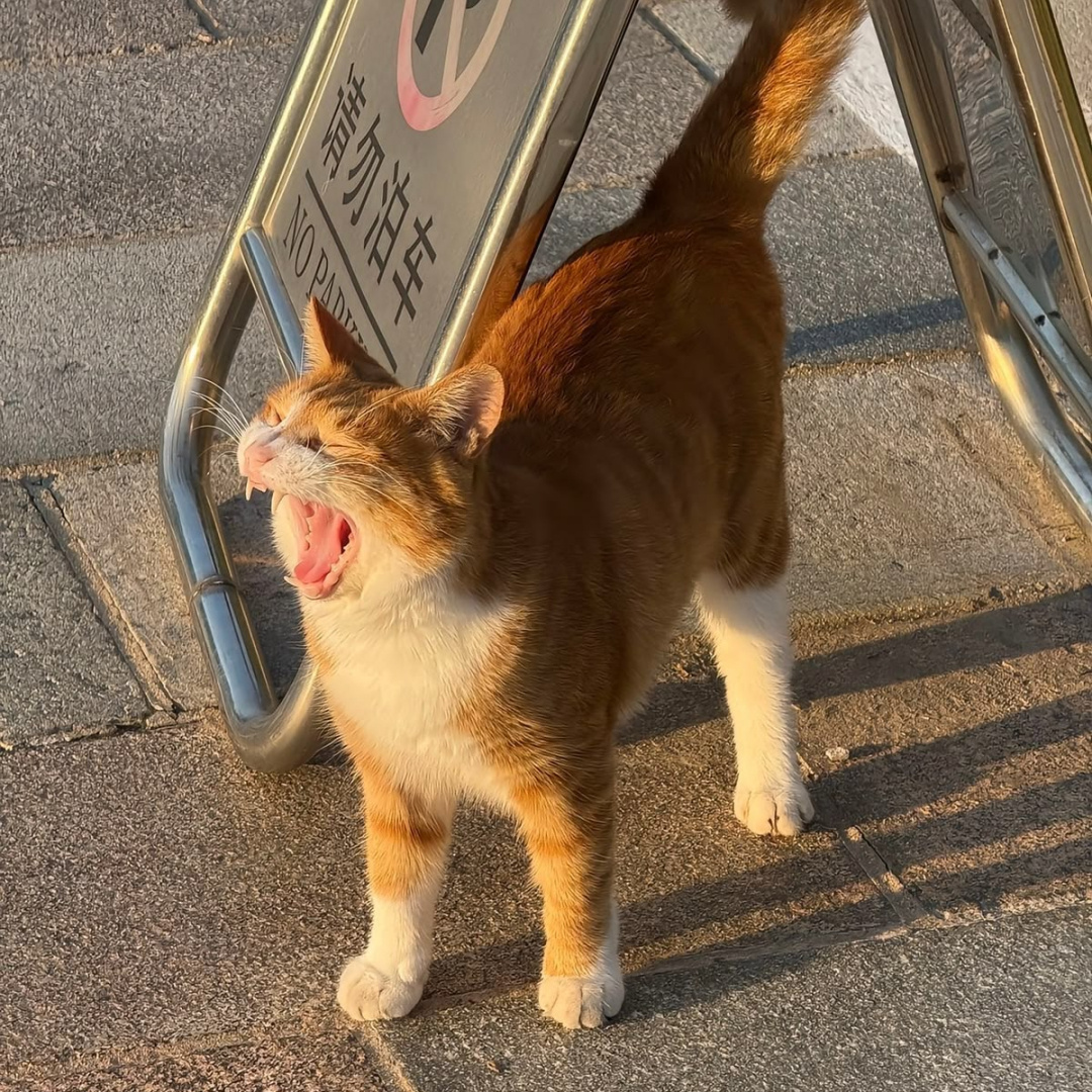 头像 