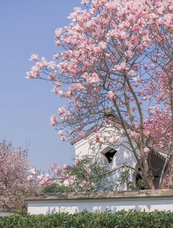 晒图笔记大赛春日盛开，粉嫩如梦，花海中的诗意栖居。