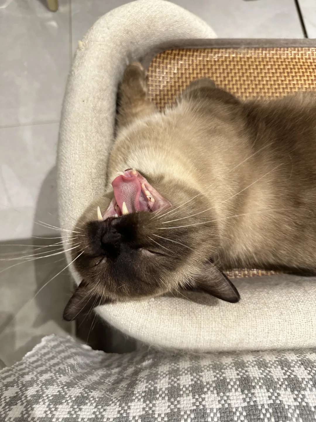 倒挂黑猪