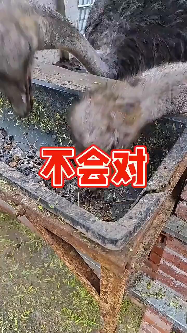 买了两只鸵鸟，还不到一个月就吃了我一卡车的石头了。兄弟们怎么办？都快养不起了。我
