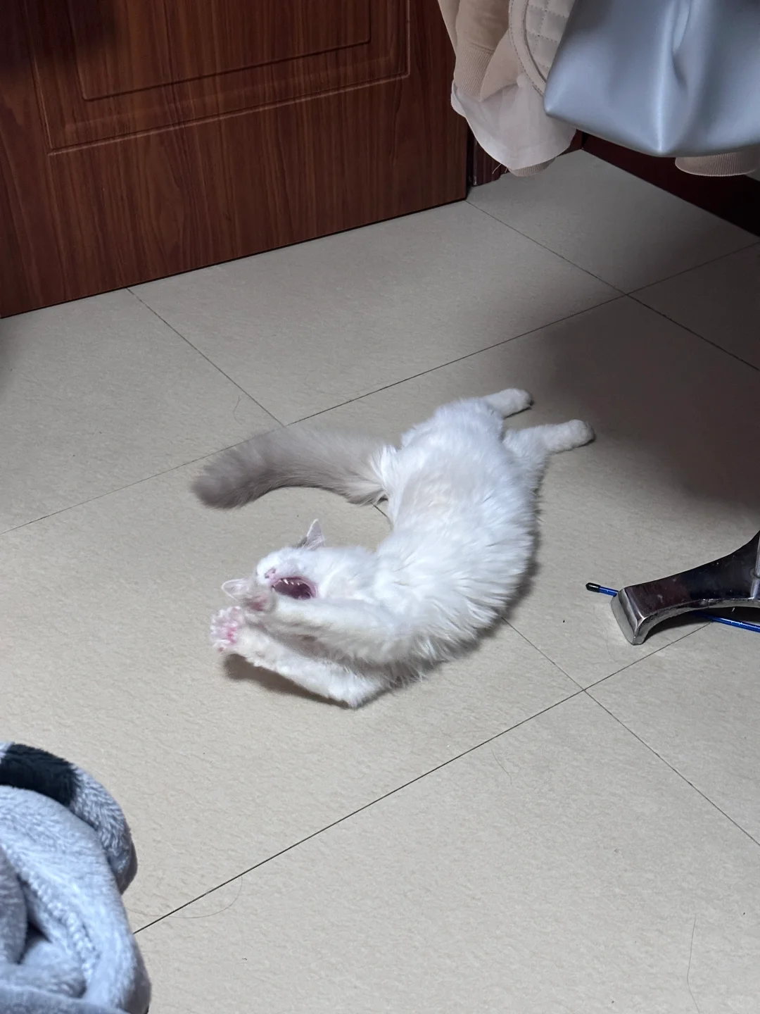 有的小猫，能躺着绝不坐着