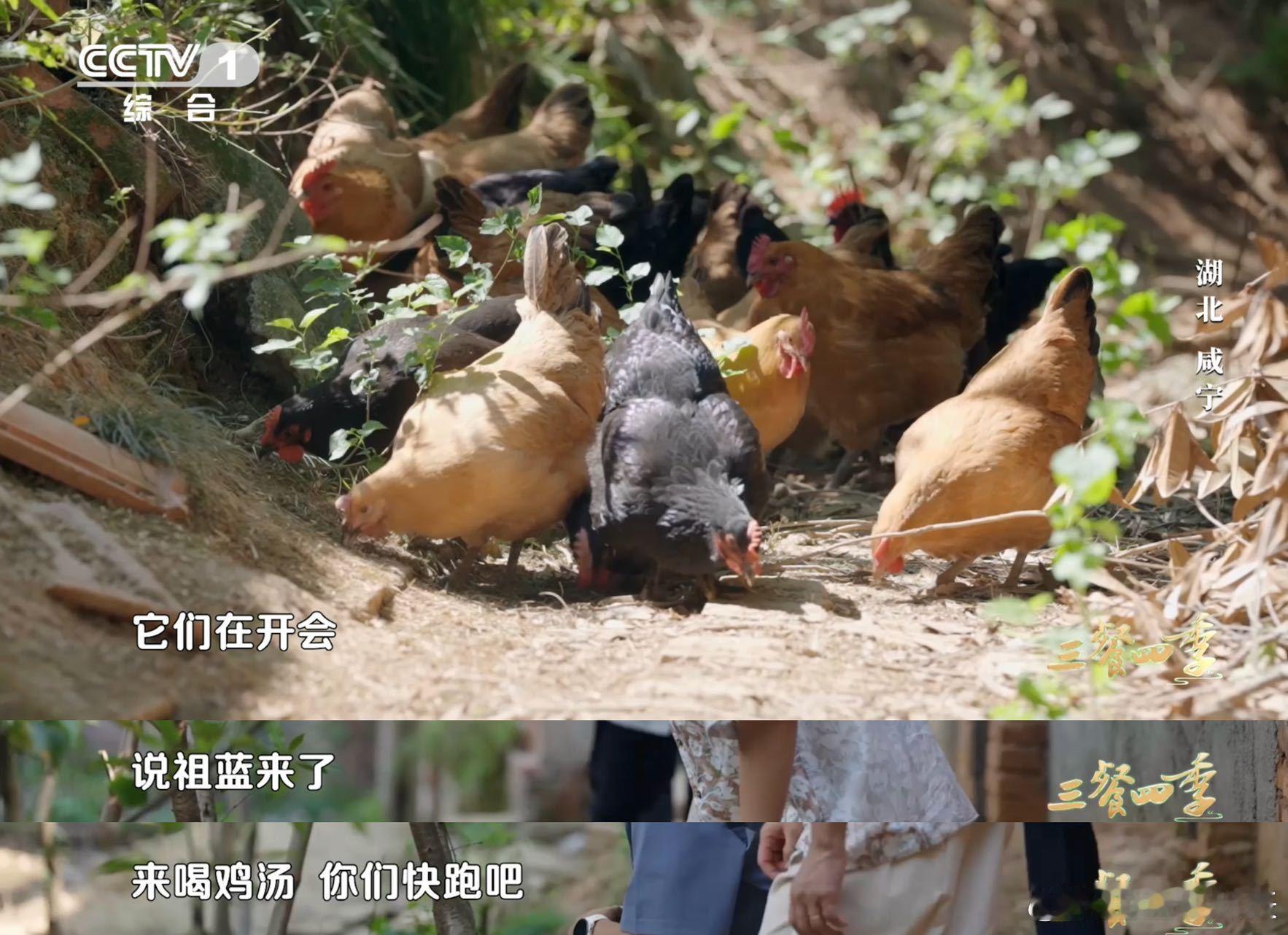 #王祖蓝被飞鸡吓到目瞪口呆##王祖蓝阻拦不住的飞鸡# 咸宁的鸡界“战斗鸡”再现江