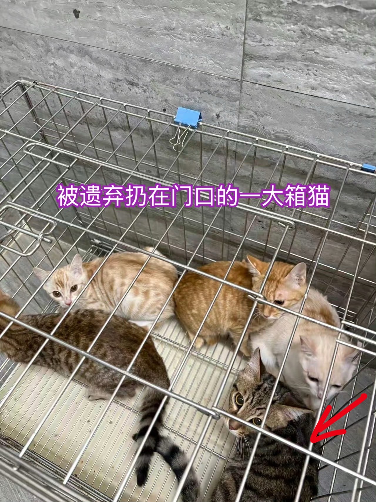 建军向你发来早间问候！猫深圳领养 深圳