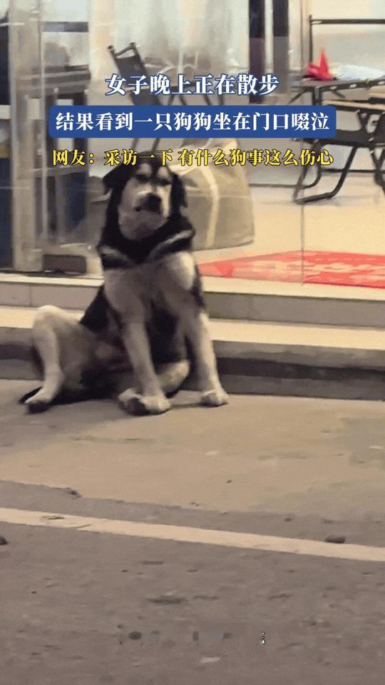 广东夜晚，女子出门散步，路过门口的时候，发现一只狗狗独自坐在台阶上低声啜泣。
