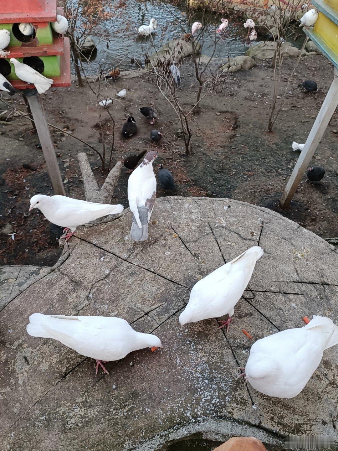 看似自由，但天有网。。 