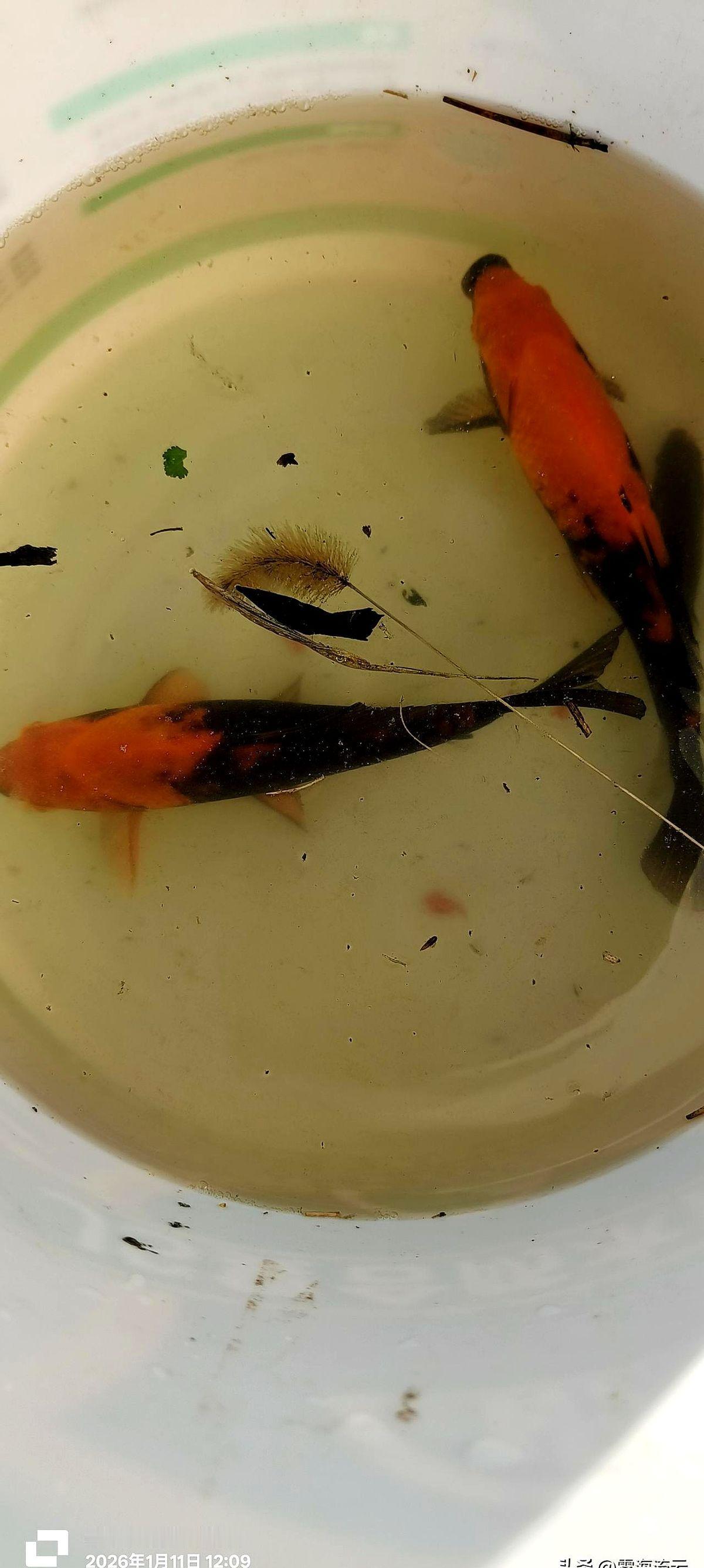 自家鱼塘钓上来个这玩意儿，丑得人头皮发麻！

博主自己都懵了，说这东西“丑不拉几