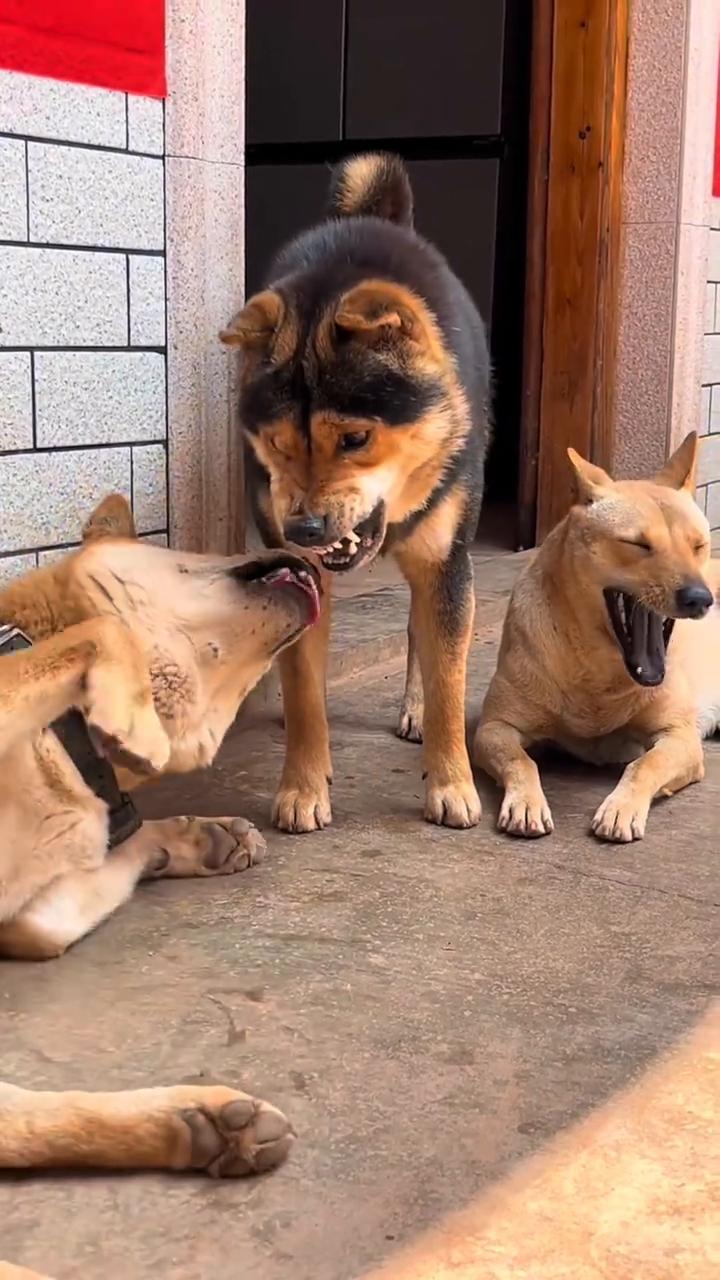 哈。