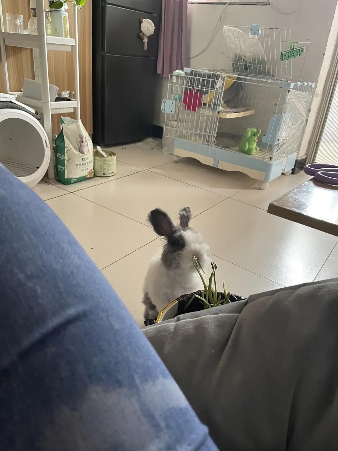 一只翻垃圾桶的兔子