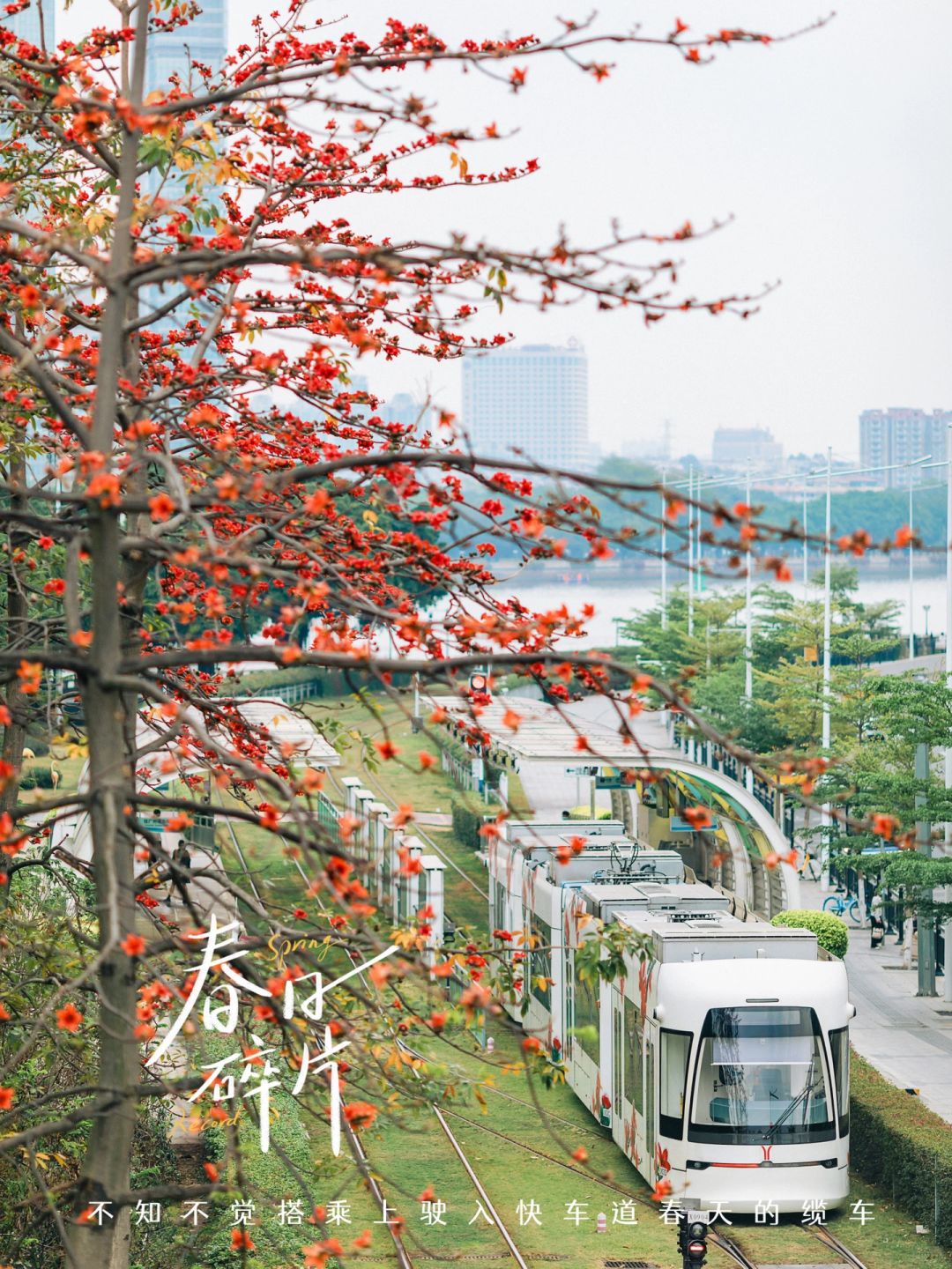 开往春天的红棉列车已到站🚇各位乘客请上车