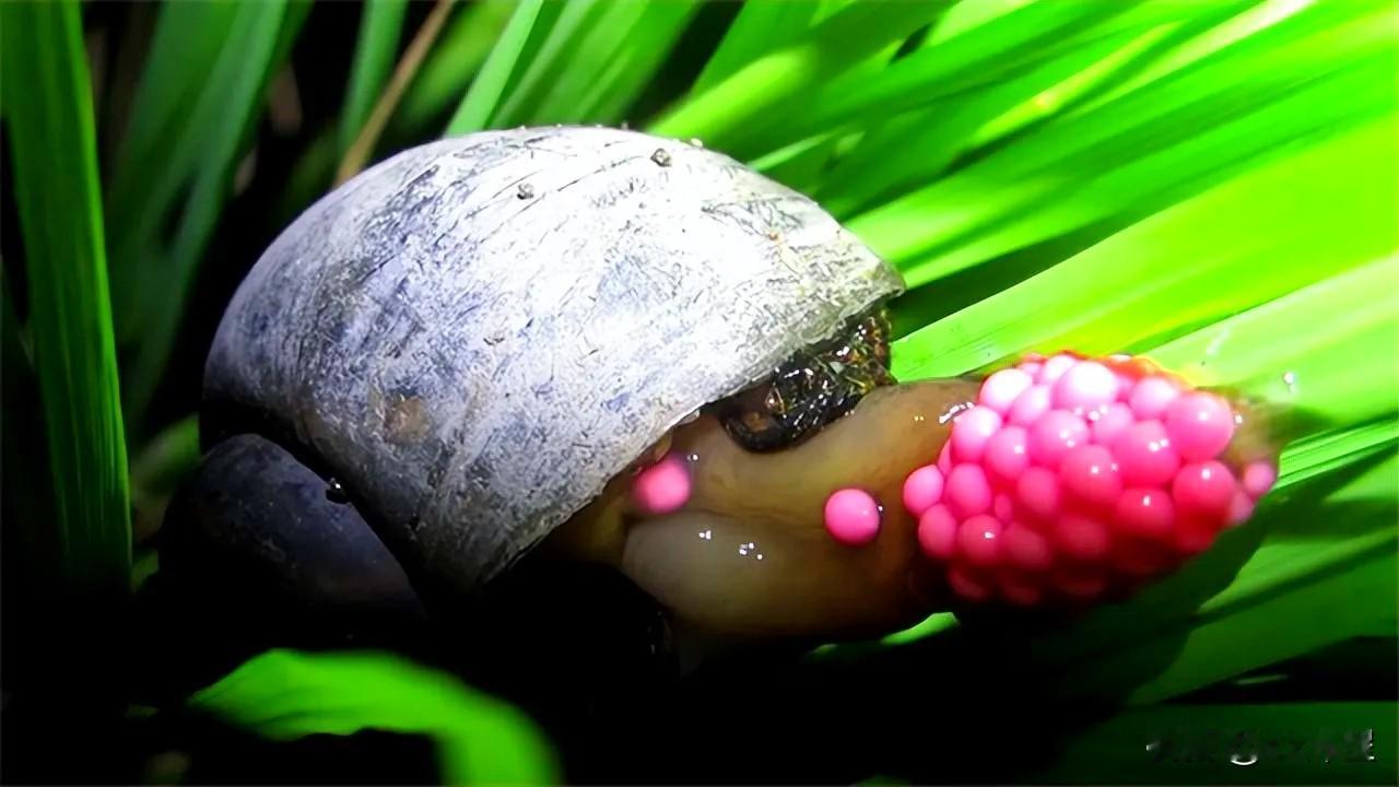 （原创）鸭子与福寿螺
春天来了，天气还有点寒冷，漫步在公园，草绿了，沉寂一冬的水