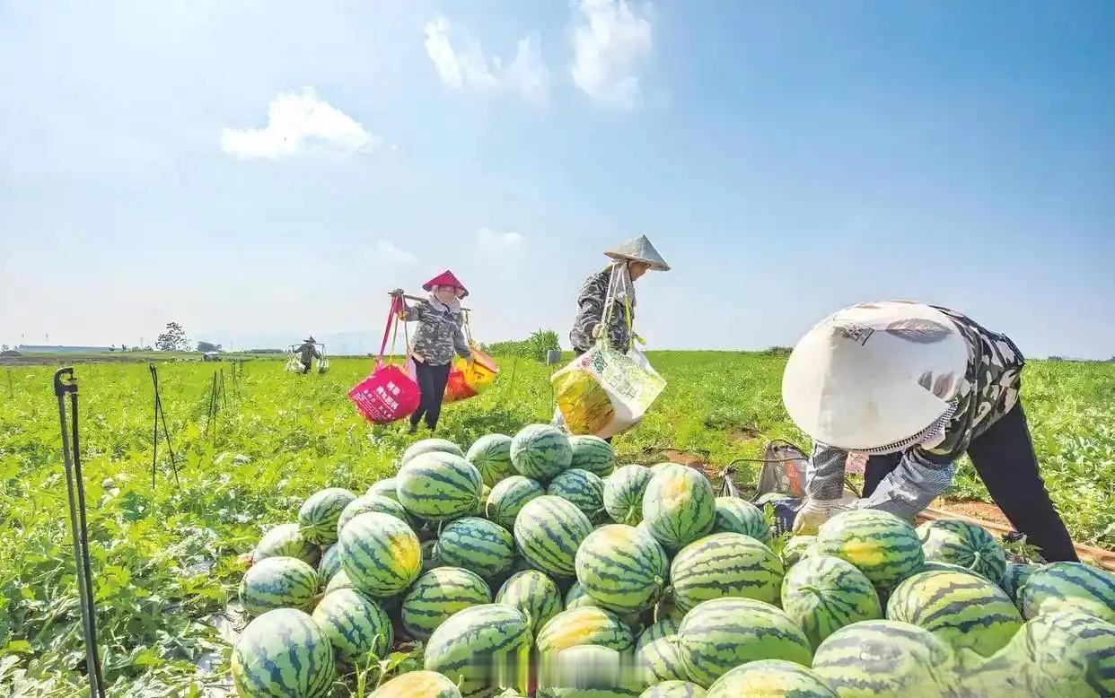 河南西瓜今年卖一斤亏一斤对城市消费者来说，夏天确实是“吃瓜自由”。街头甚至有0.