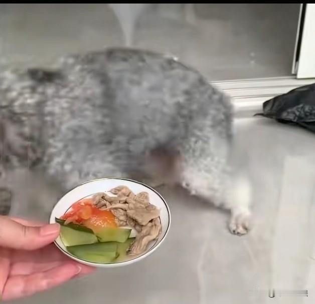 被人抛弃的狗狗，带回家里还想着前主人，给它吃好的它都不吃。