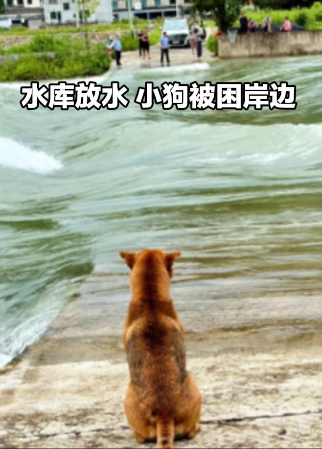 太好哭了！水库放水困住狗狗，主人绕村赶来救援，这才是人和狗狗最动人的双向奔赴。