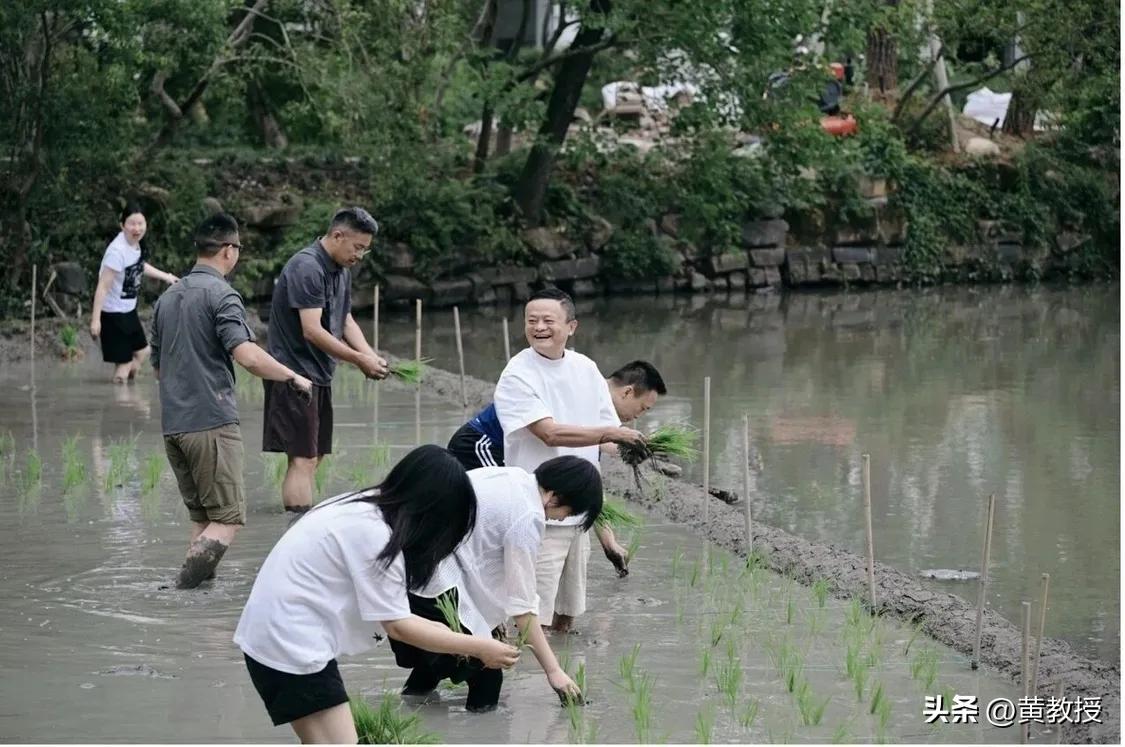阿里这边刚曝出一组照片：

马云、吴泳铭、井贤栋等等这些人，光脚站在水田里插秧，