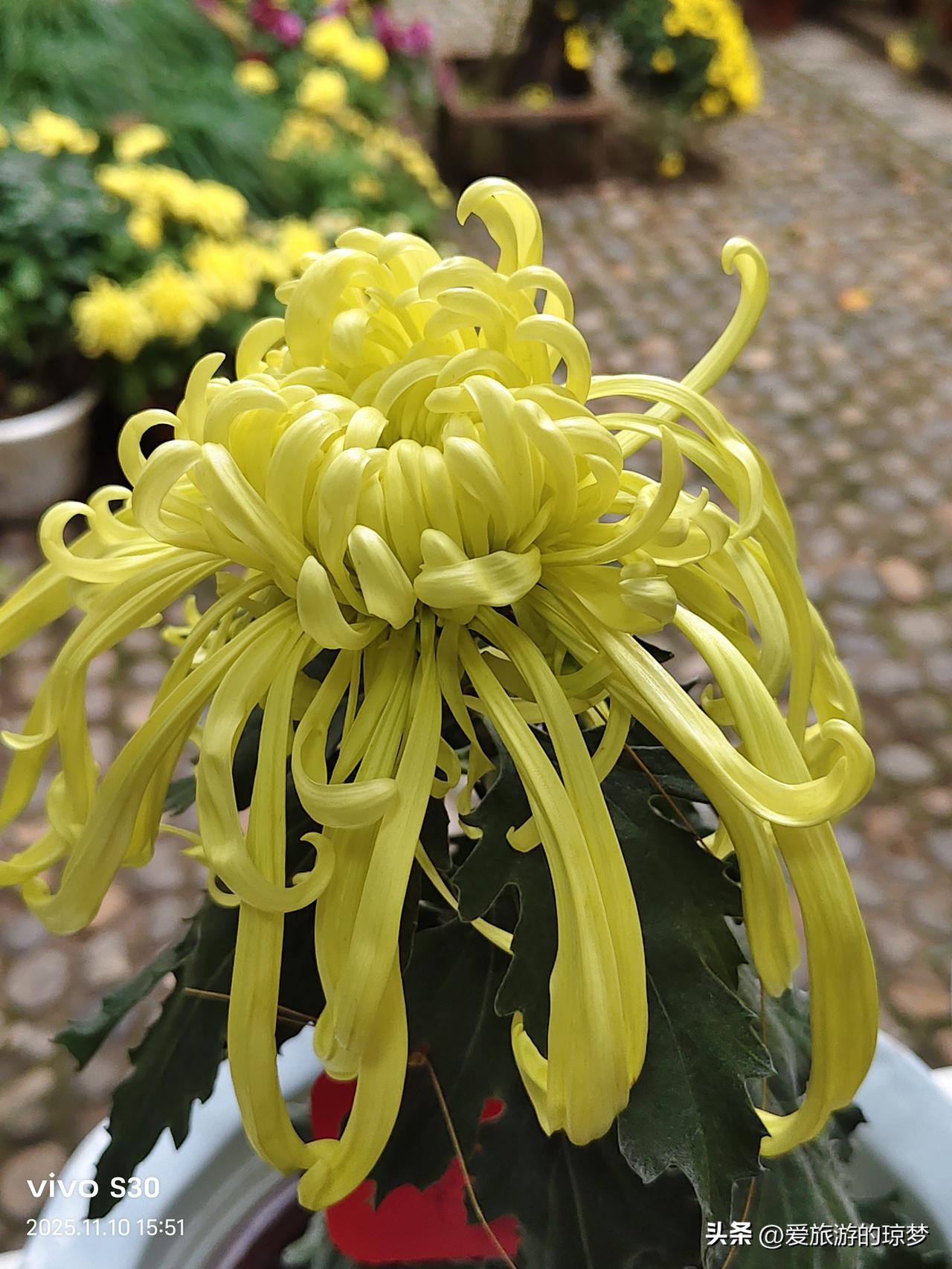 晒图大赛美丽的黄菊花