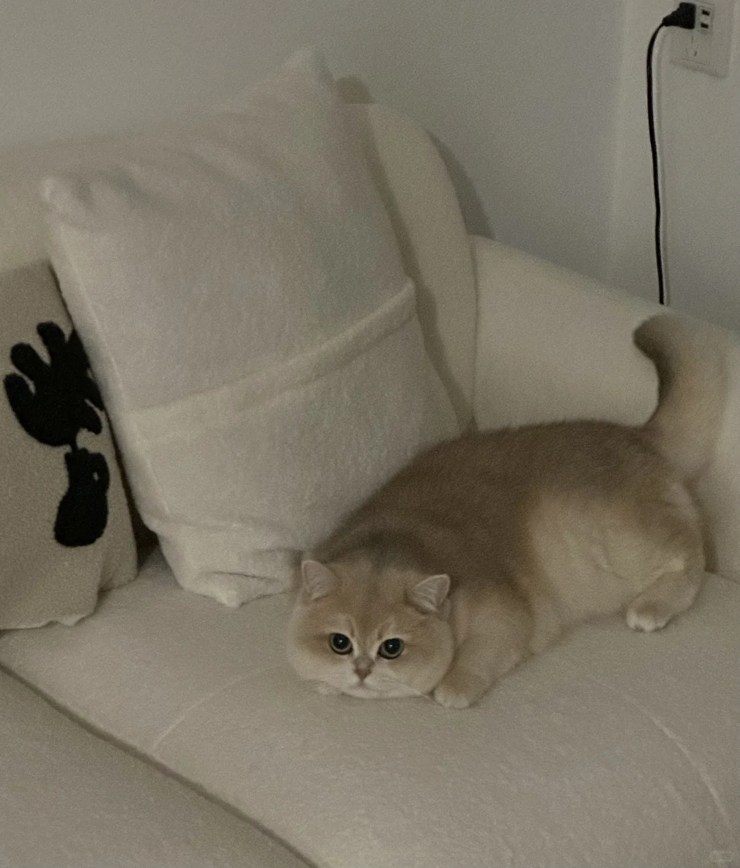 宝宝～你是一头小猪