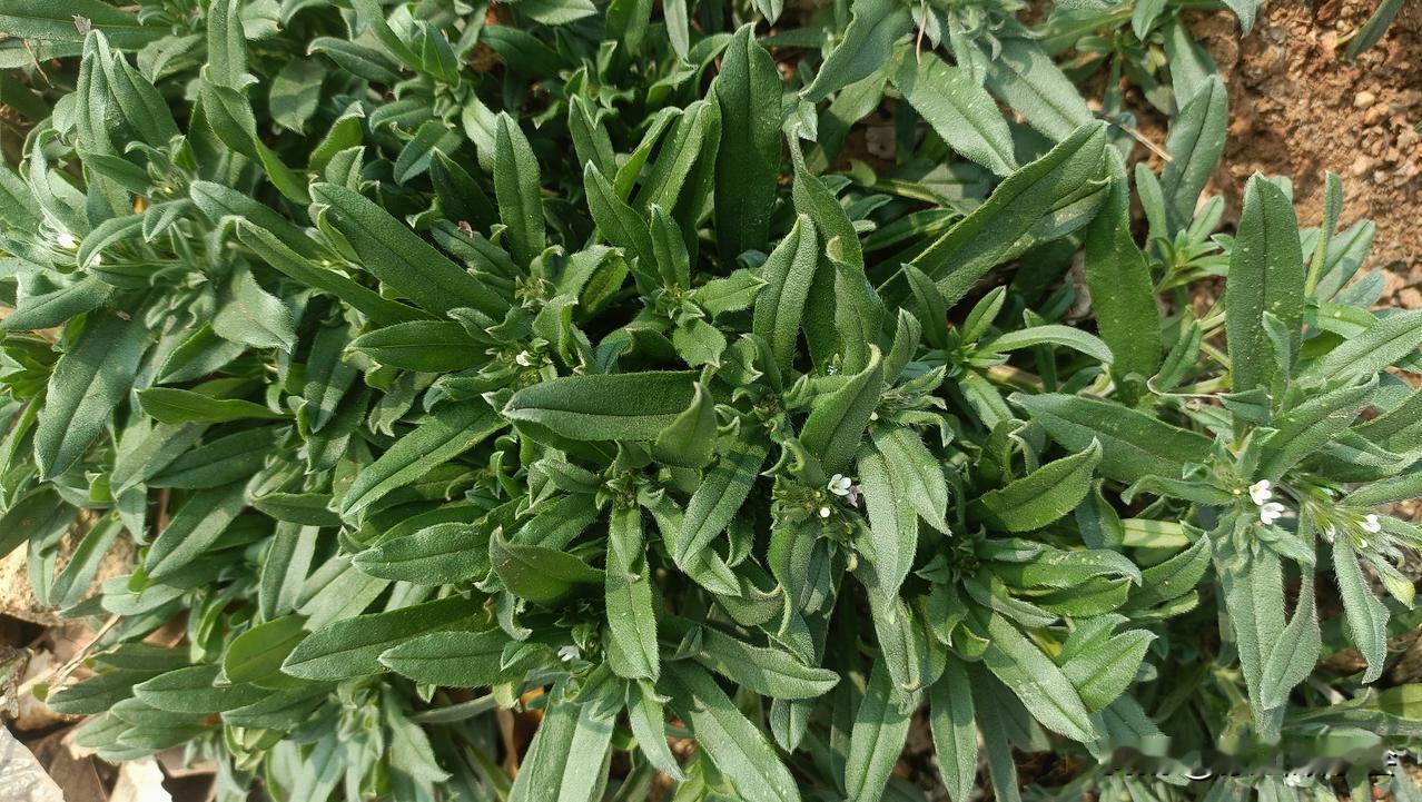 这植物是王八柳吧？小时候，麦地里挺多的，大人们它称为王八柳，拔了它喂羊喂兔子啥的