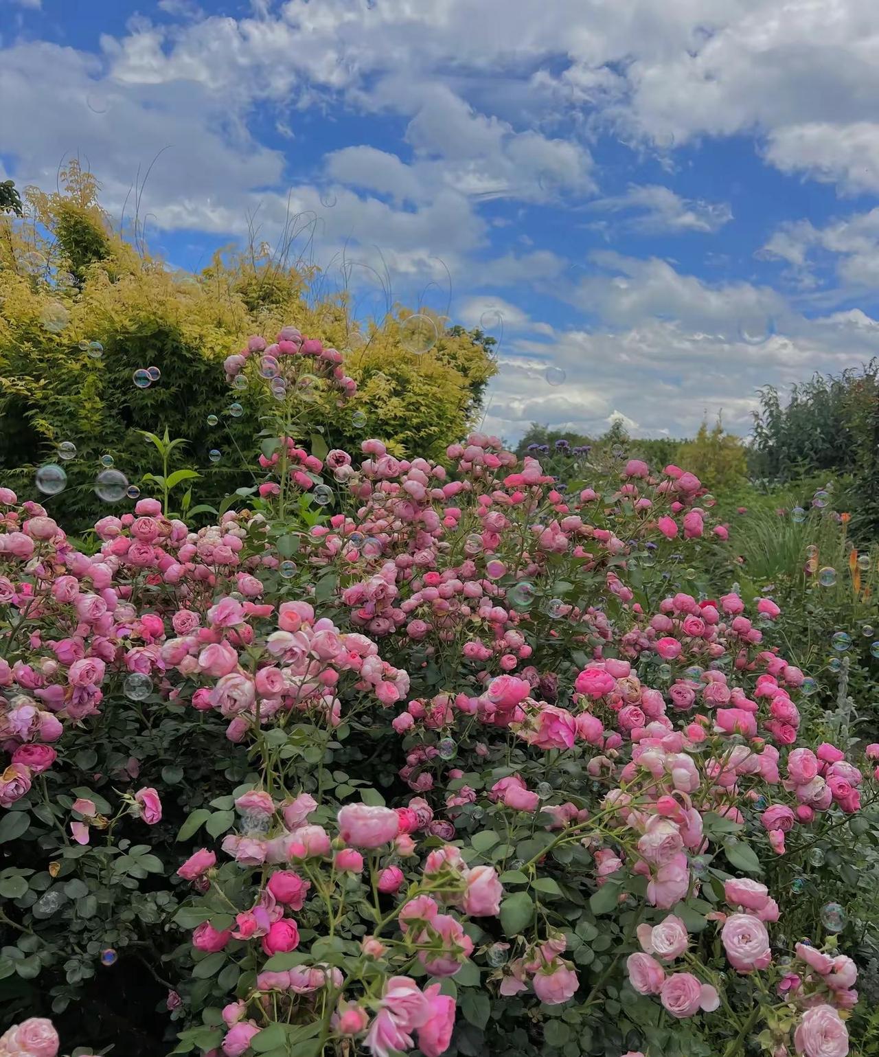 热爱生活，漫步时光，只要身心安然，其它的都是烟火小事，不妨随心做自己，过好每一天