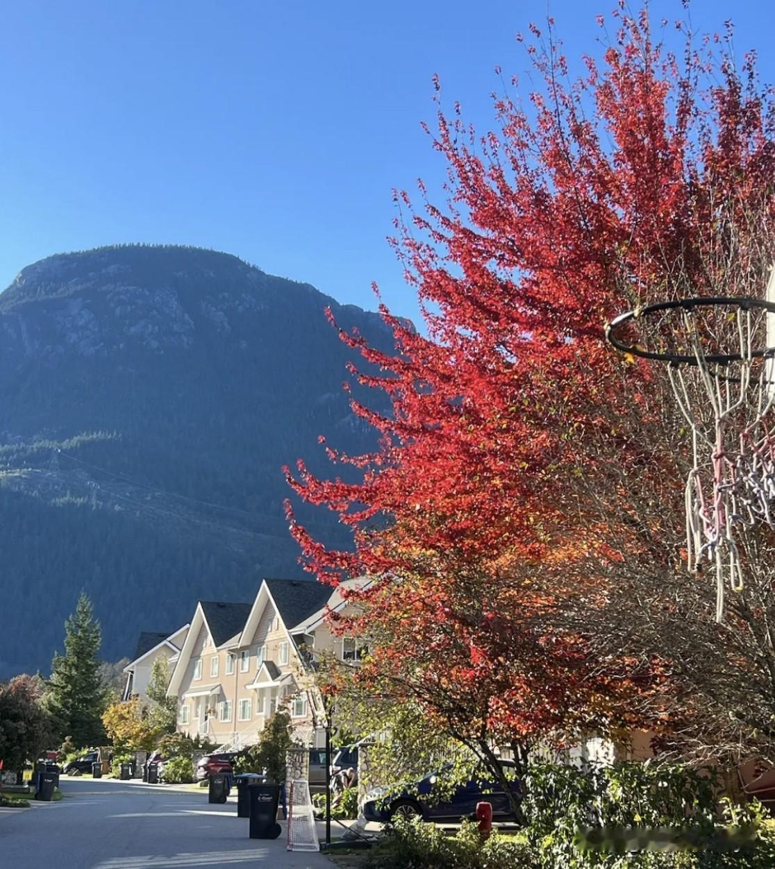 可以分享一张秋景的树叶的照片吗？枫🍁之国——渥太华的秋天，热烈而浪漫！