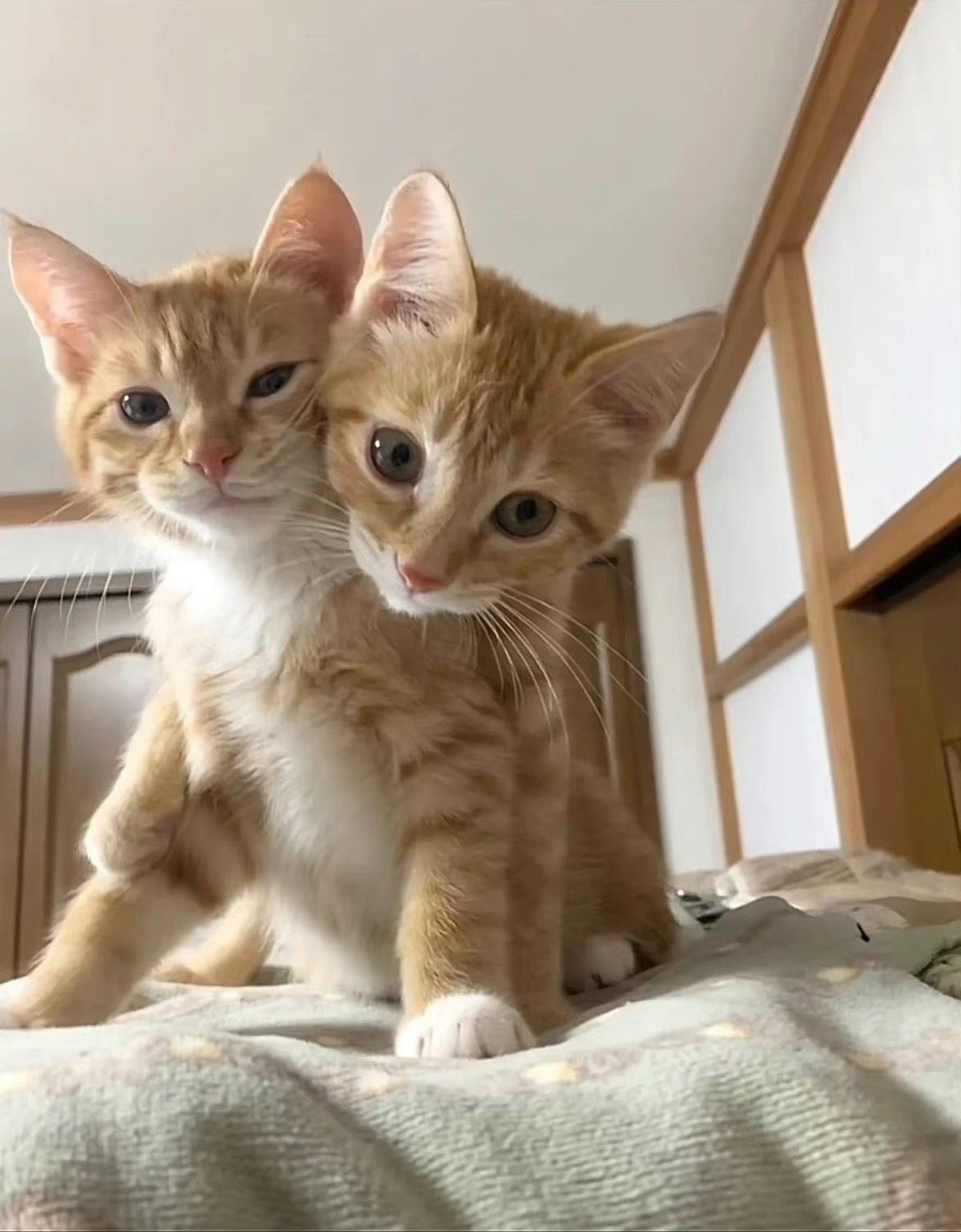 猫咪：让我贴一下[抱一抱] 