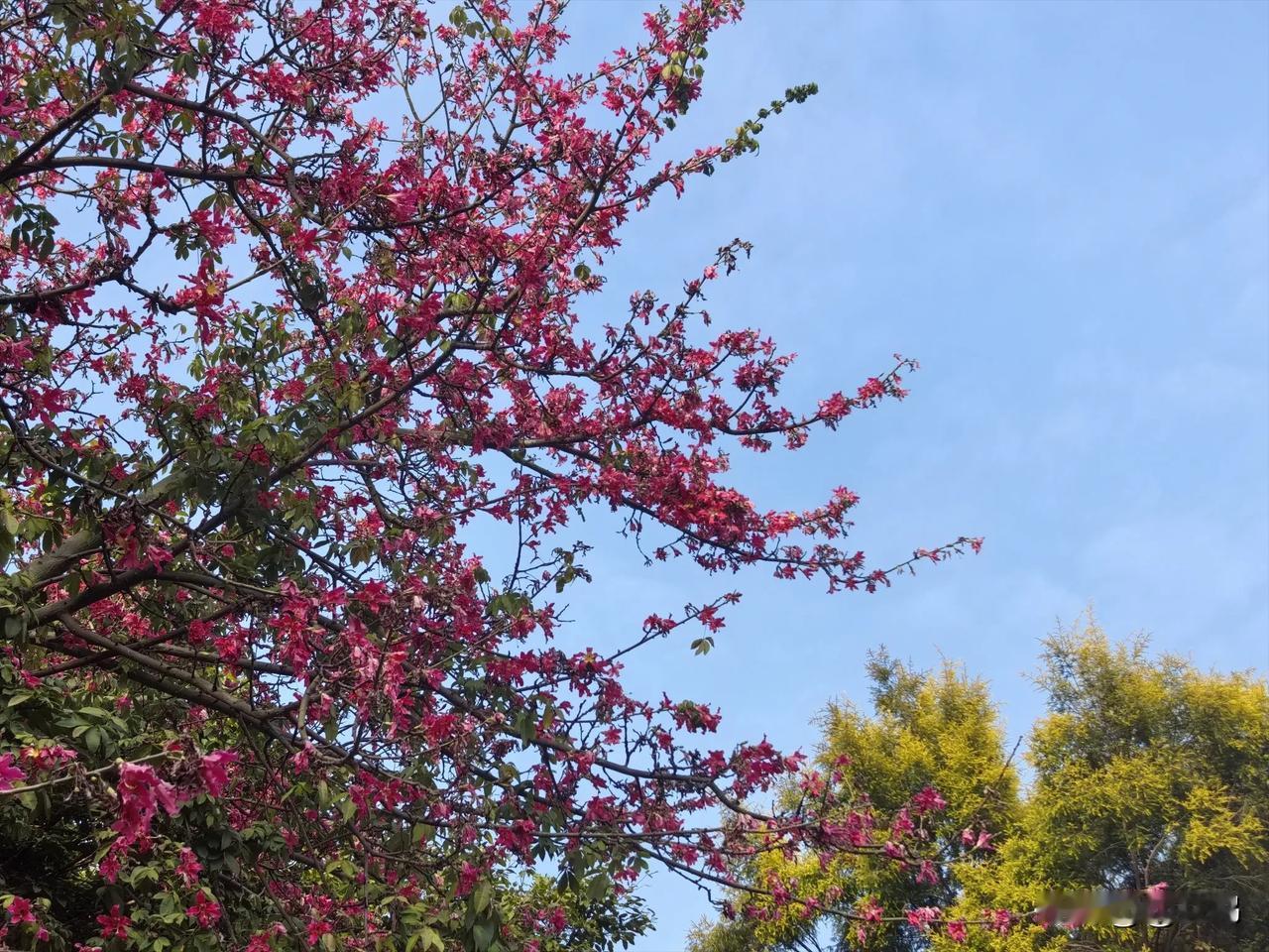 公园异木棉随手拍分享

作为广州本地人，我太懂广州秋冬的魅力了！
 
天气不冷不