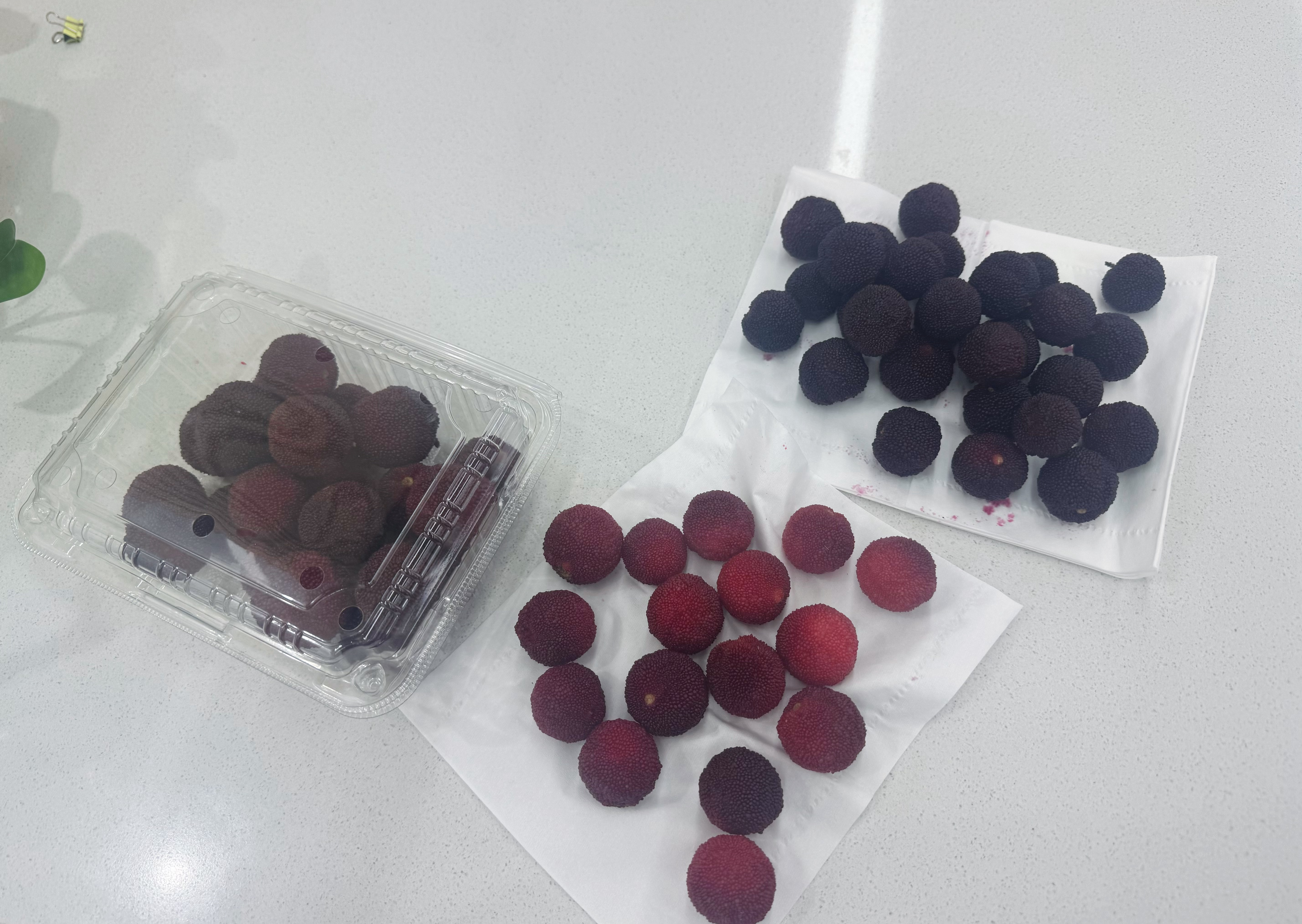上着班迎来了三波同事分享的家里种的杨梅哈哈哈哈还问我能不能吃酸的，其实还蛮甜的 
