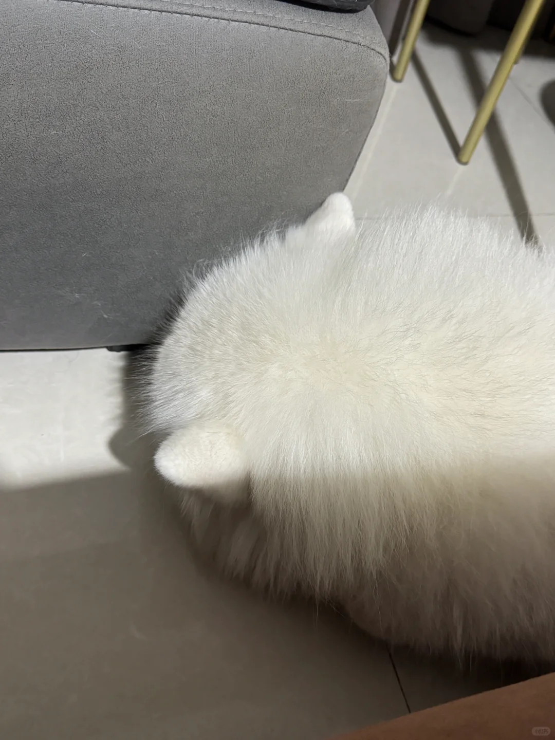圆圆的脑袋