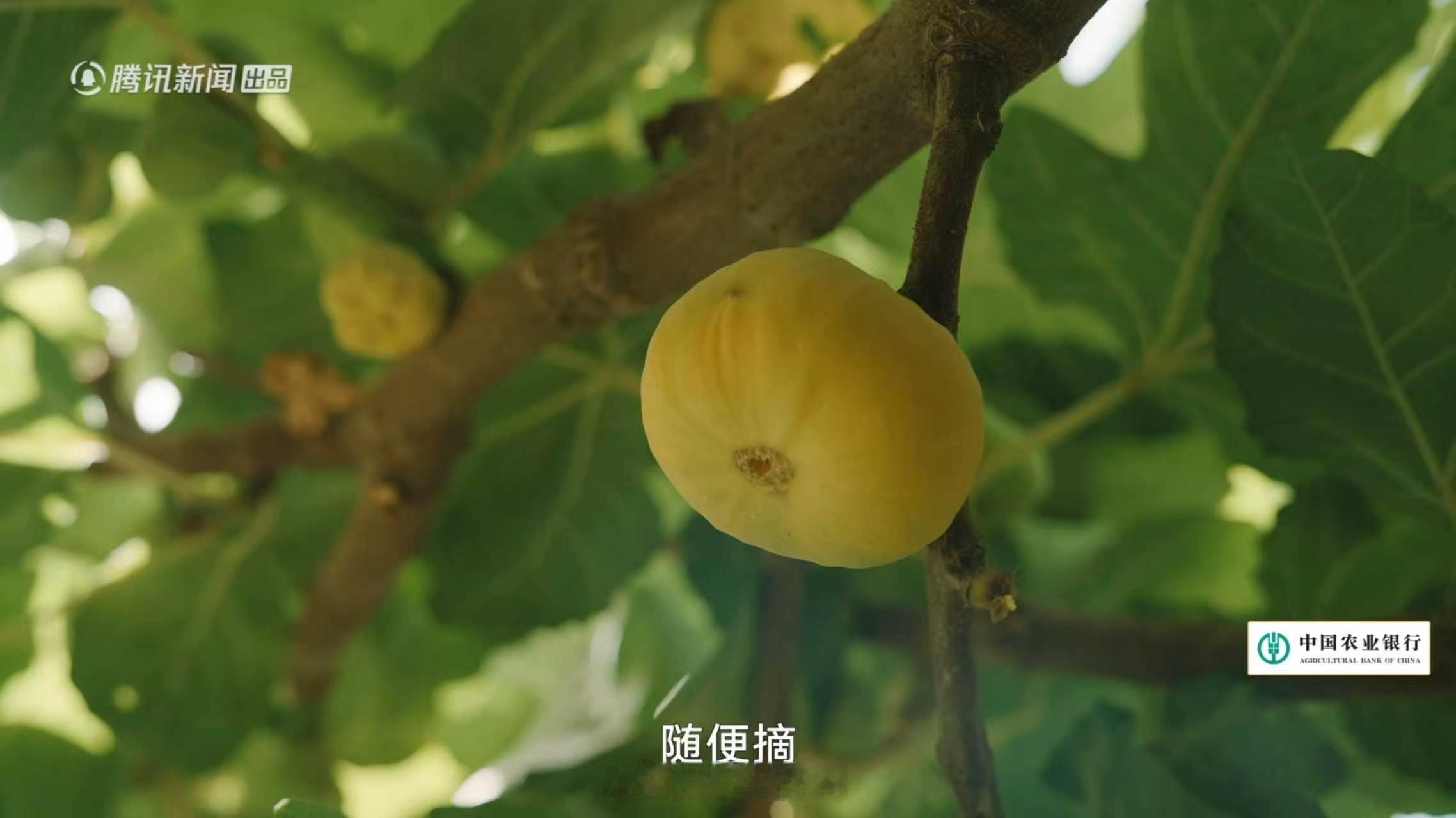 找到了一种很新的讨好型水果果农打包完还怕路上颠坏，无穷小亮 "先吃一个" 直接吃