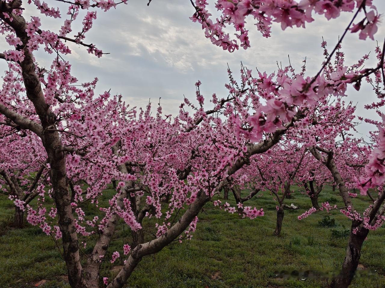 春来了，风和日丽；
春来了，山青水秀；
春来了，柳绿花艳；
春来了，心旷神怡；