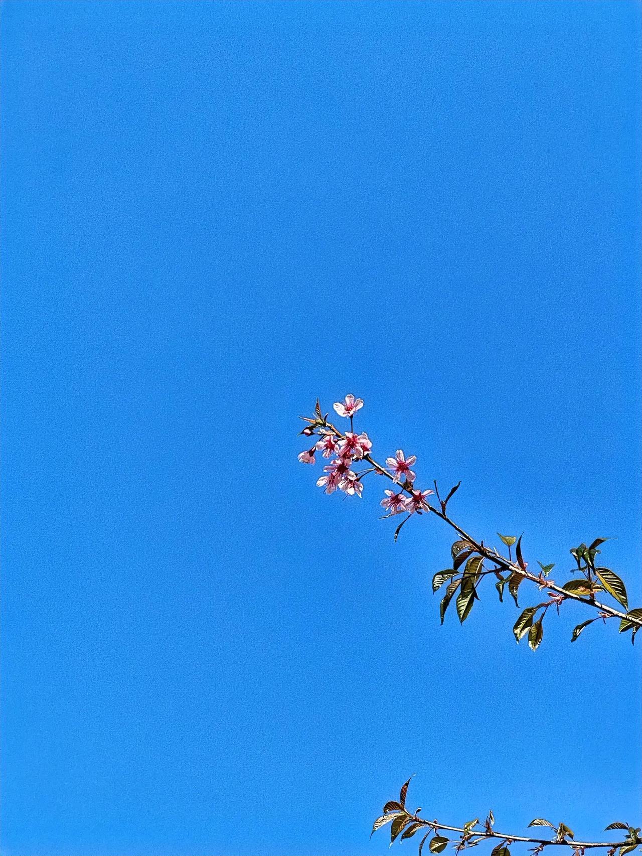 今年冬天的不同 蓝天白云下，一枝粉嫩的花儿绽放，春意盎然。这般景象在冬日里显得格