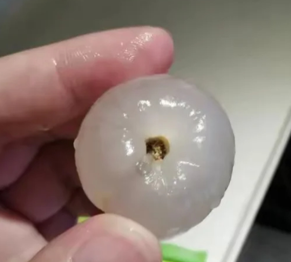 荔枝蒂 虫子 什么？我一直以为这样的只是放久了老了，现在你告诉我它可能长虫子了！