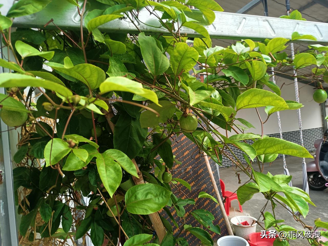 7月4号，半阴半晴，在自家门口种的几棵百香果施肥，拨草，修剪枝条，搞了一个多小时