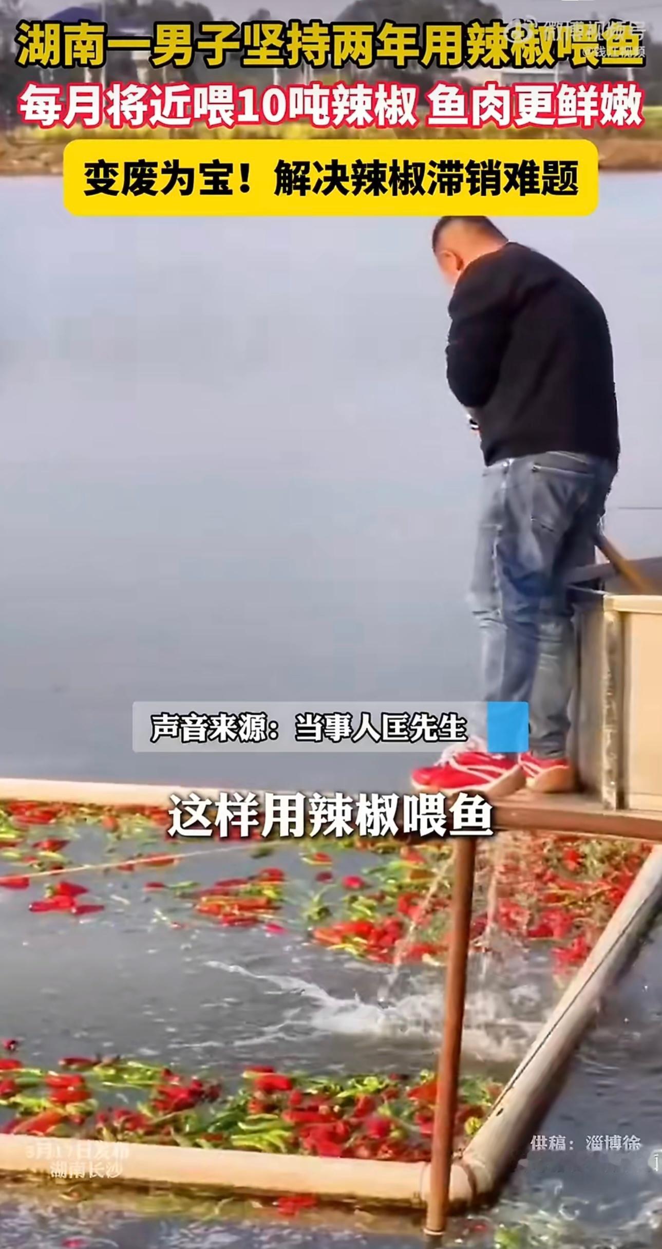 鱼塘主坚持2年用辣椒喂鱼正好，吃辣了还可以多喝水实不相瞒挺想尝尝吃辣椒长大的鱼做
