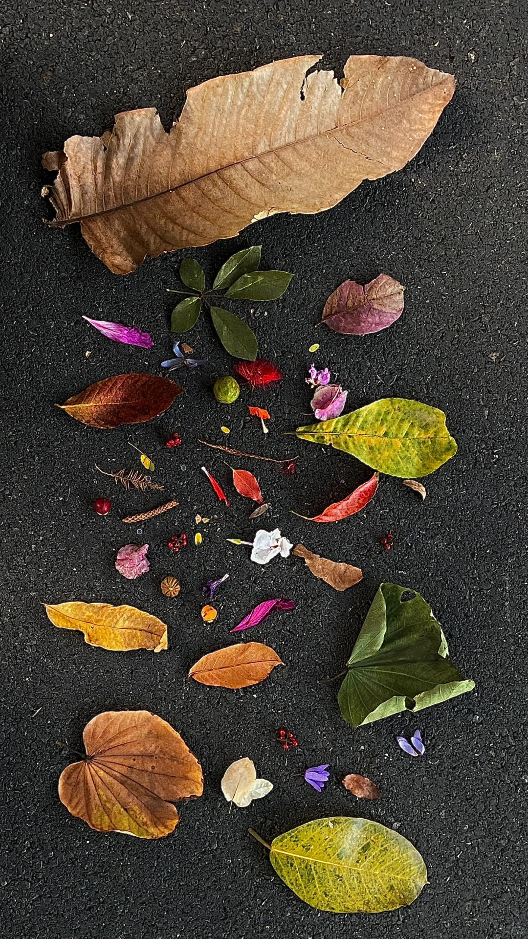 捡秋🍂被围观啦～
