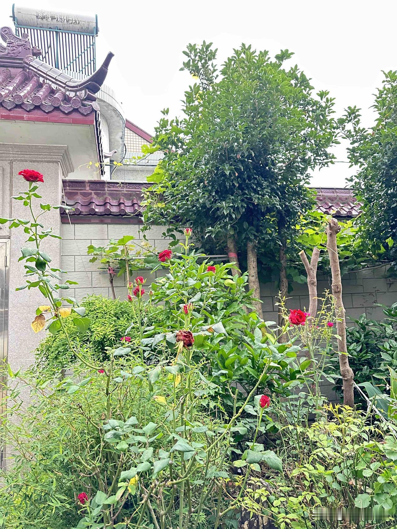 庭院绿意盎然，红玫瑰点缀其中，静享自然之美。