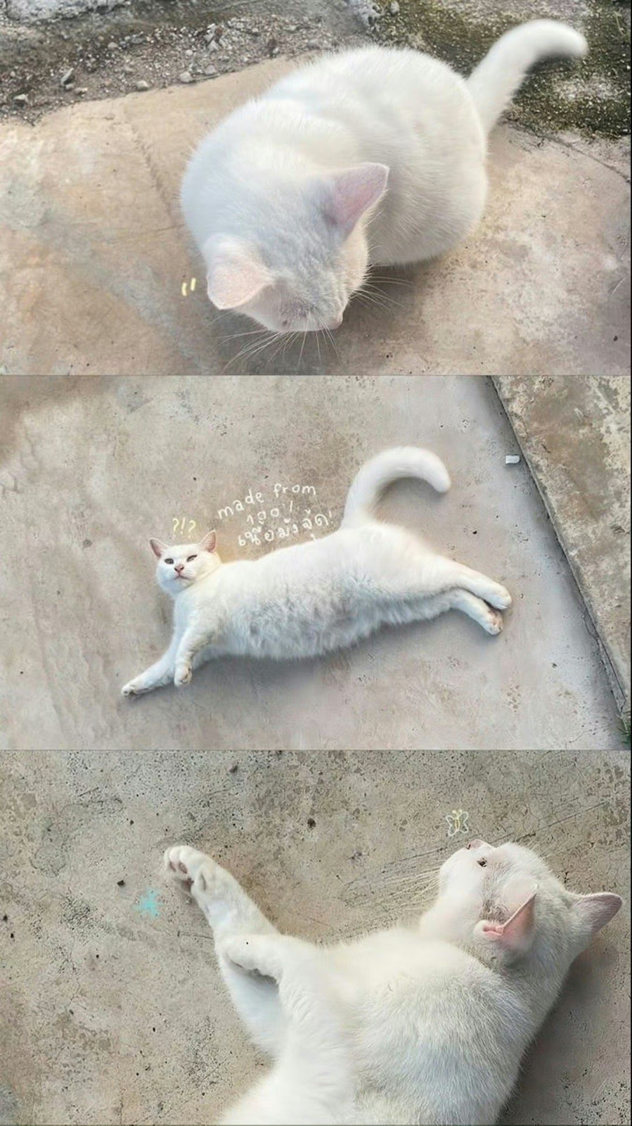 𝐬𝐡𝐚𝐫𝐞 · 壁纸 