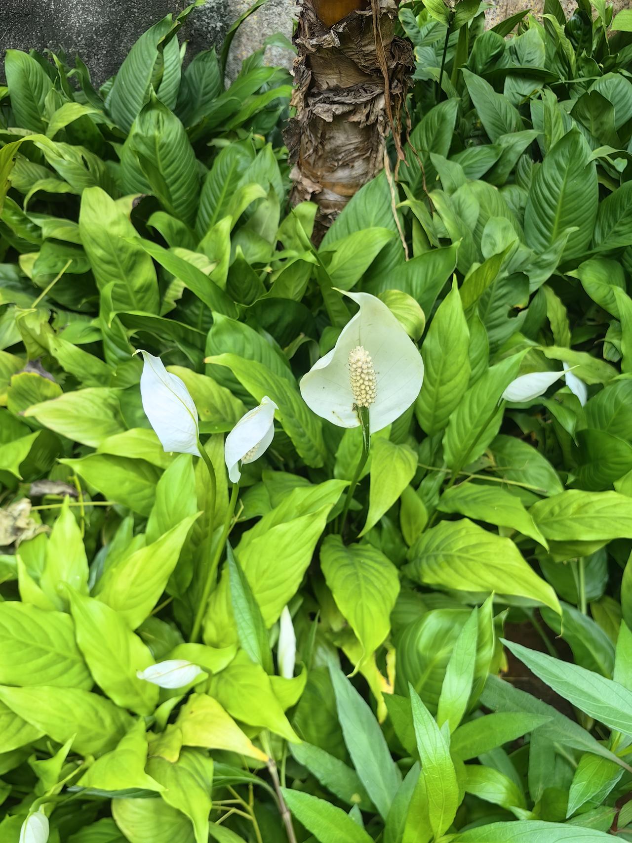 不知细叶谁裁出，二月春风似剪刀。
——贺知章《咏柳》