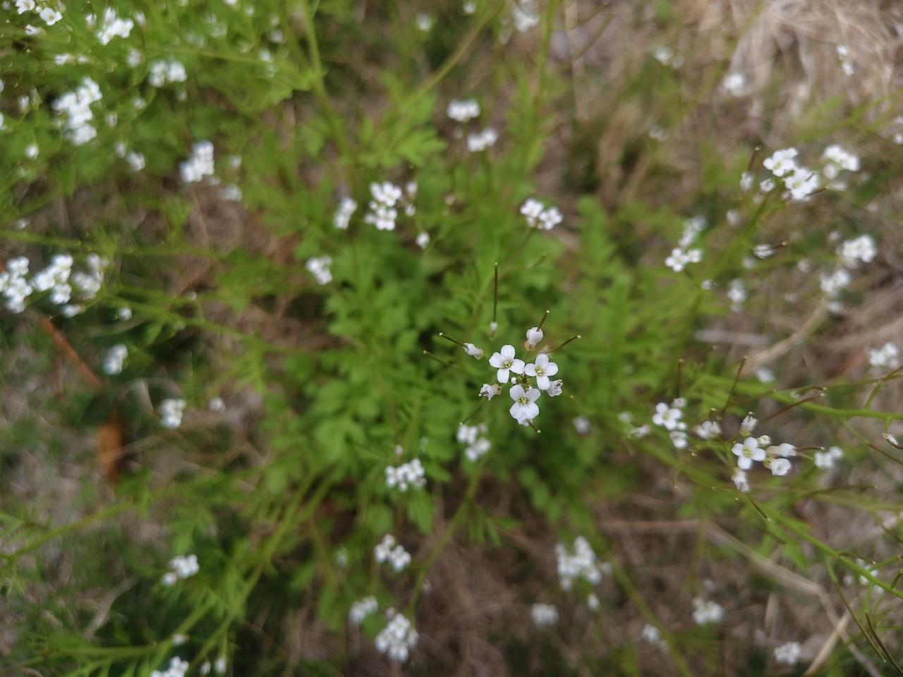 晒图笔记大赛 野花盛开，绿意盎然，大自然的美丽尽收眼底。🌸🌿