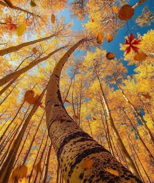 美图欣赏——秋韵枫林