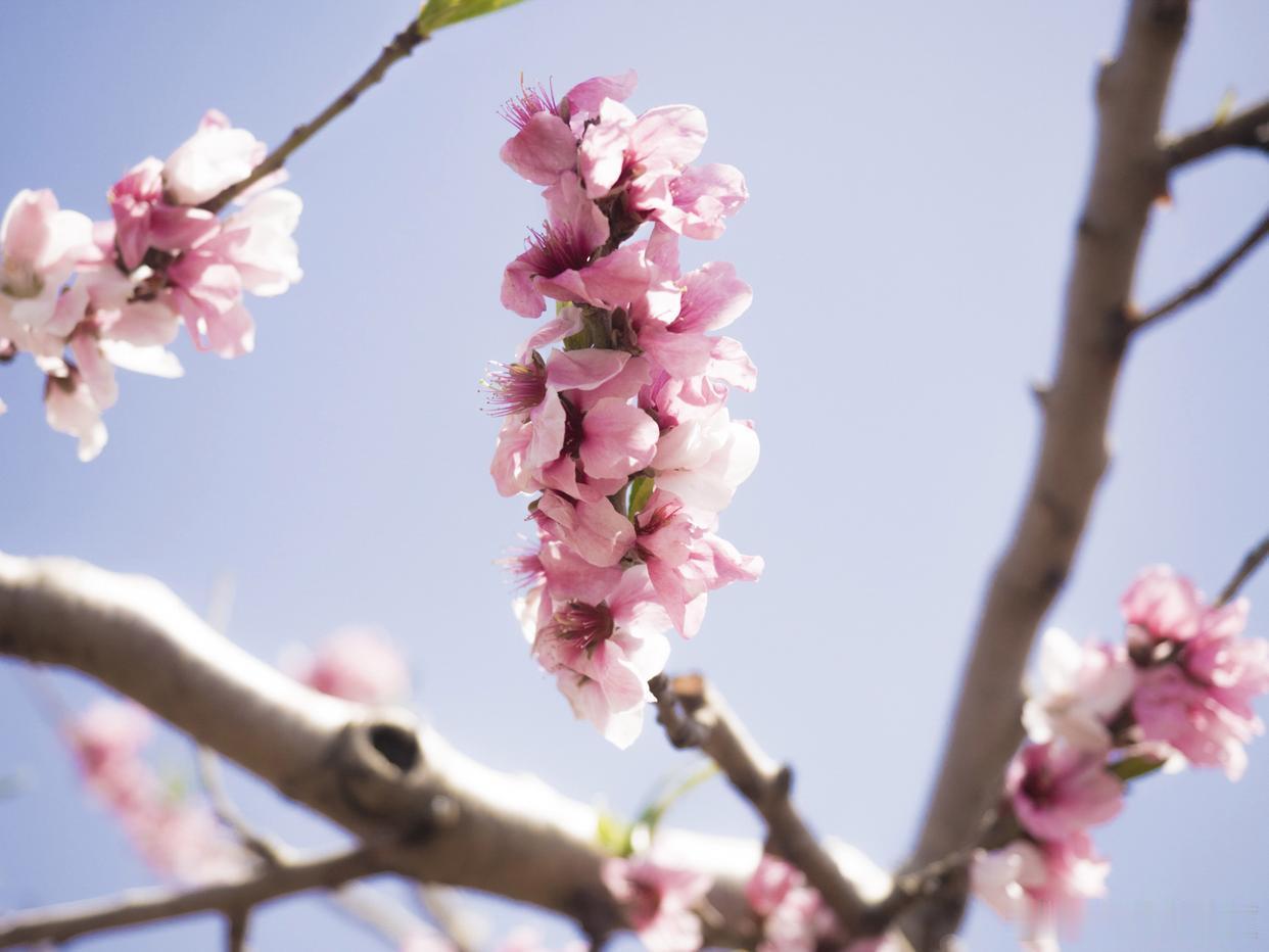 夏风拂过，花开正好～ 