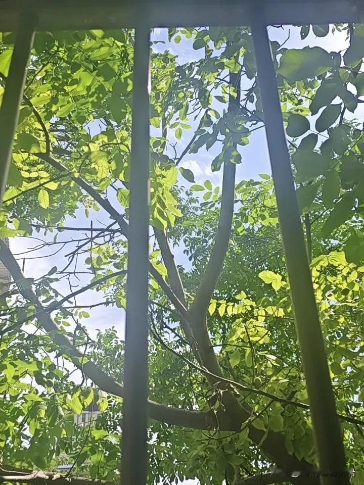 昨晚6月29日十时，暴风雨折断大核桃树主干顶部，青果遍地。今天上午，侄子外甥帮忙