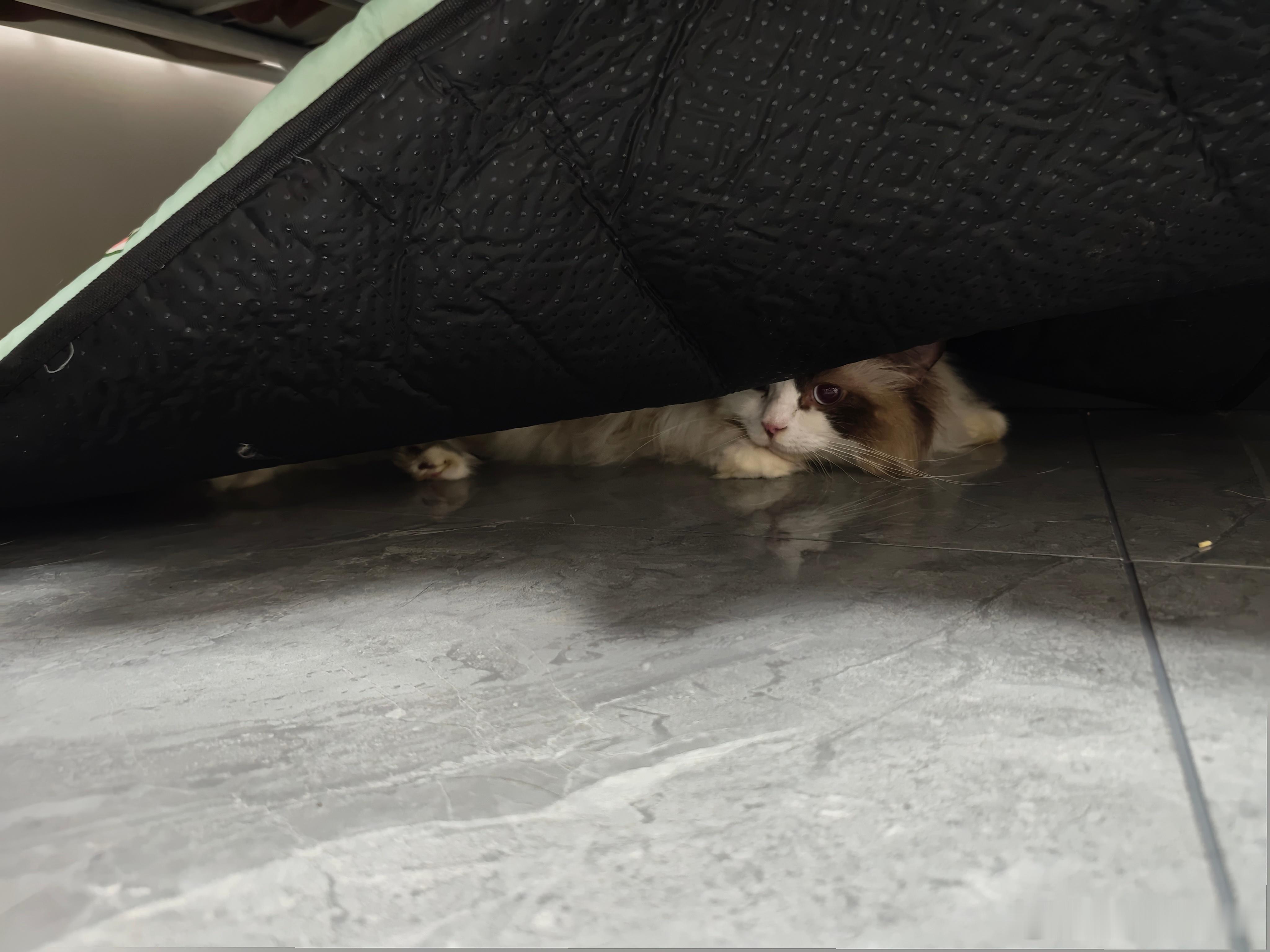 有床不睡睡床下什么意思，猫界阿杜吗？铁丝日记 ​​​